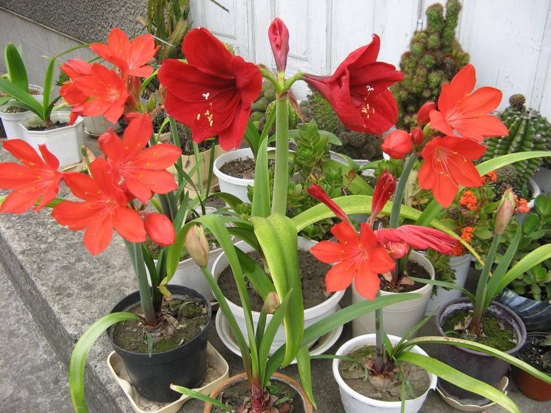 Амариліс Amarylis