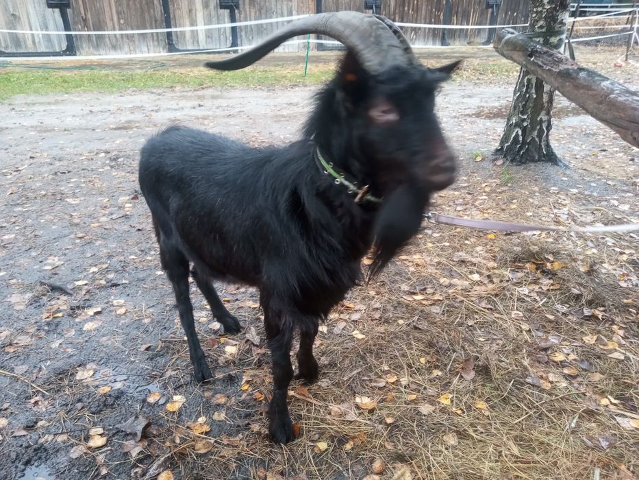 Kozioł kazimierzowski czarny