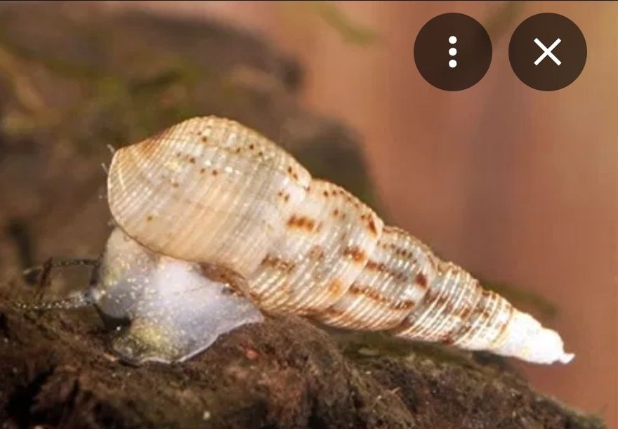 Pack Caracóis Physa e Trombeta