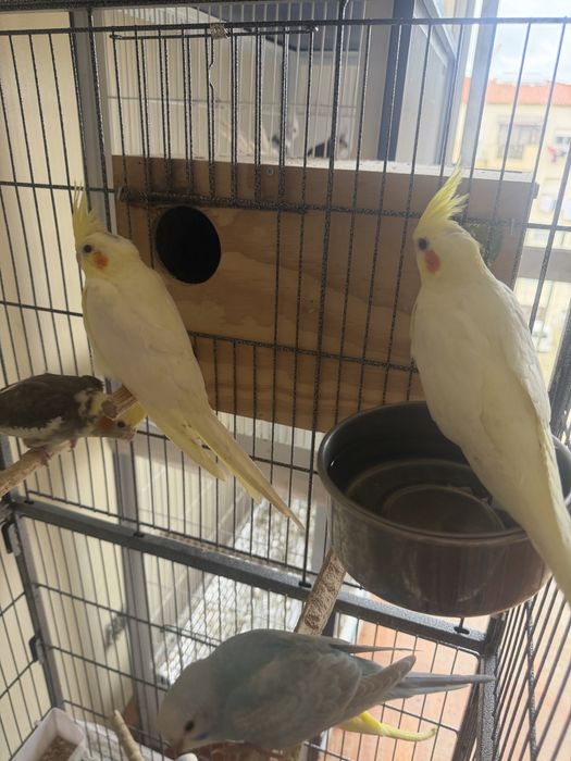 Piriquitos e caturras