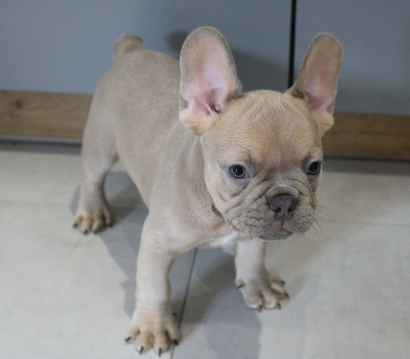 Buldog francuski szczenięta z rodowodem