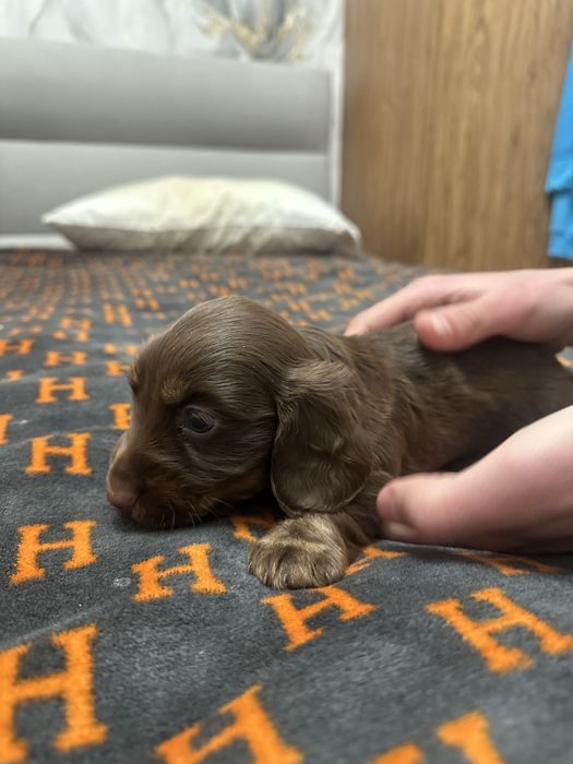 Такса Стандартна