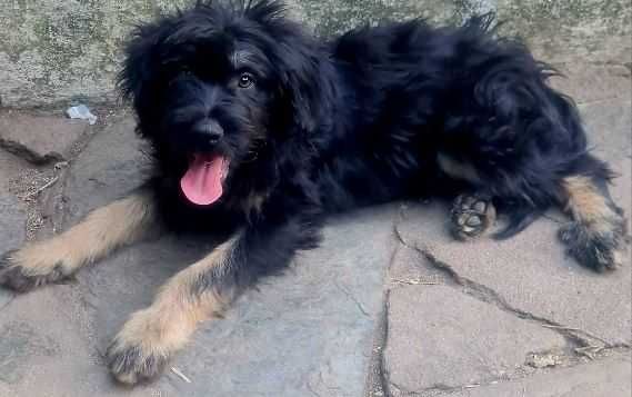 XISTO - Cão da Serra de Aires