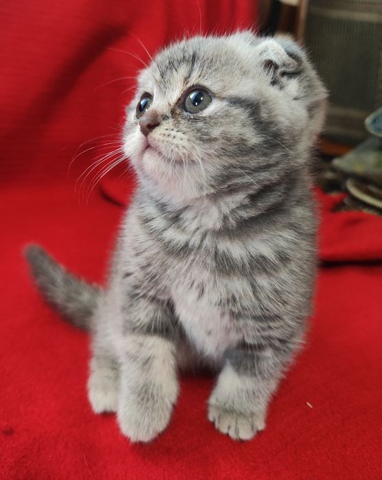 Шотландські кошенята