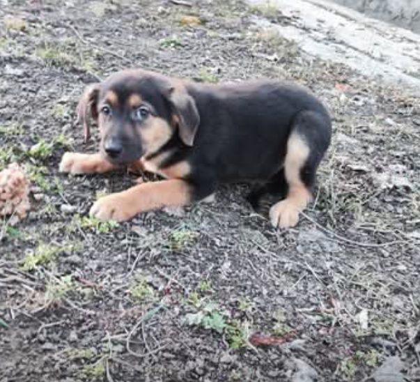 Щенки в добрые руки