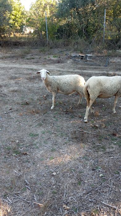 Ovelhas lacaune e bordaleiras
