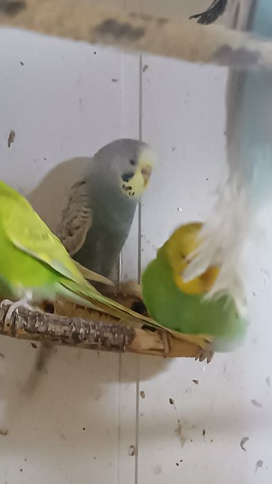 Papugi Faliste cena 35  zł