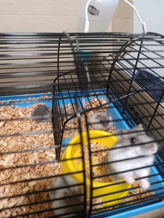 Віддам безкоштовно хом'яків