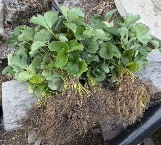 Сортова полуниця, саджанці