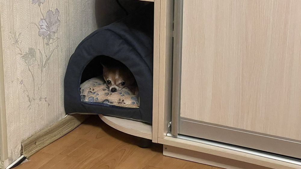 Будиночок  для котиків і собачок!