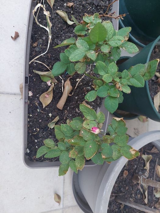 Mini rosa (Rosa chinensis)