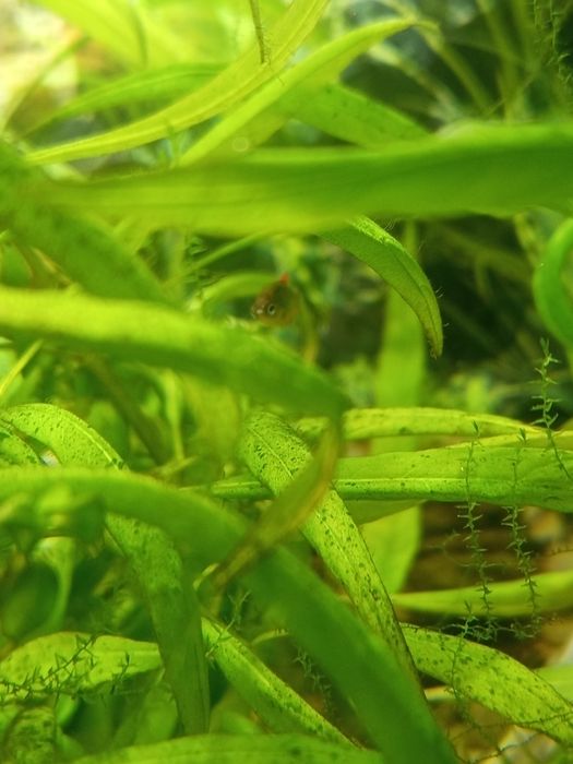 Danio Perłowe / Razbora Galaxy