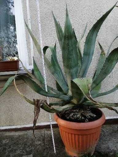 Sprzedam bardzo duży okaz Agawy