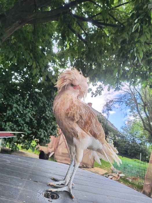 Kogut Czubatki Paderewskiej brodatej