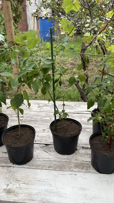 Перец декоративный