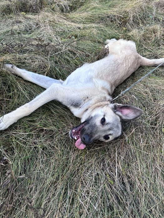 Джой шукає любляче серце