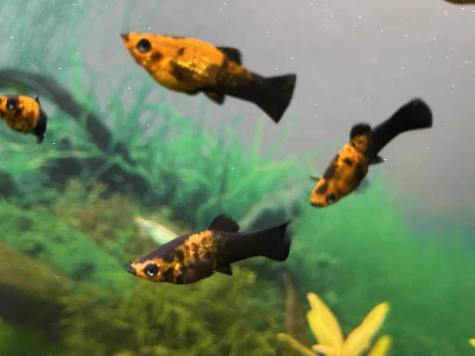 Моллинезия черно-желтая (Poecilia spenops)