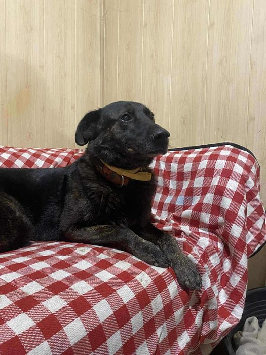 Pokochaj Aziego odda ci serce