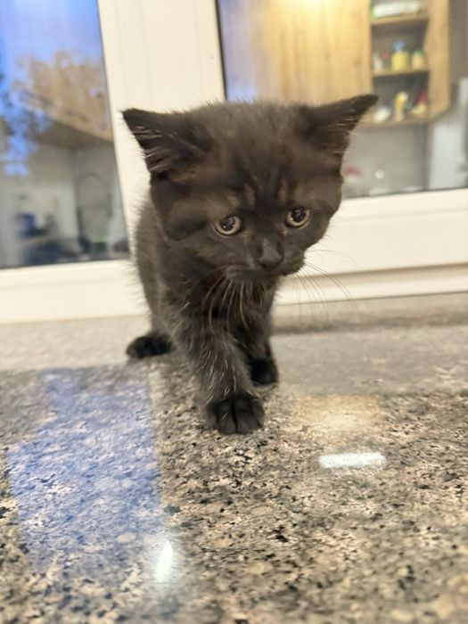 Шотландські віслоухі хлопчики