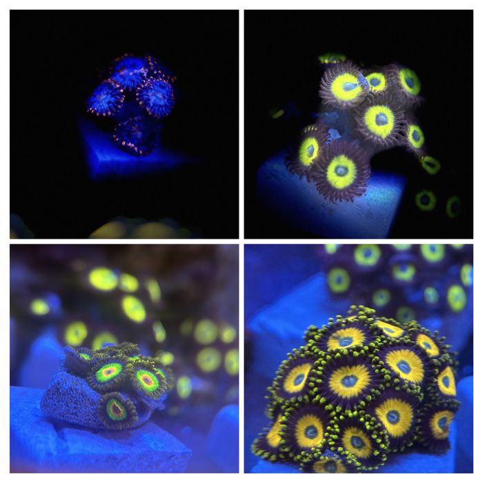 Zoa zoanthus rasta, scrambled egg, belladonna, fire and ice