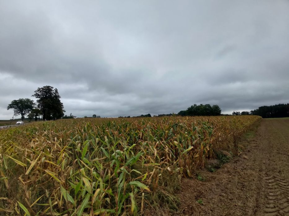 Sprzedam kukurydzę na pniu 7.5ha