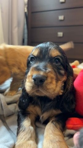 Cocker spaniel angielski