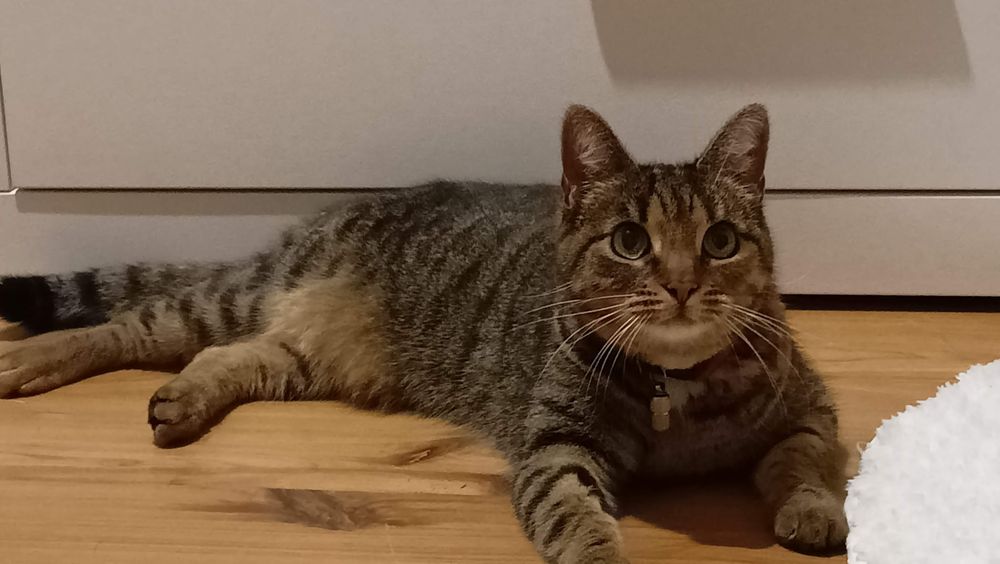 Zaginęła Kotka  Chełmno Nagroda