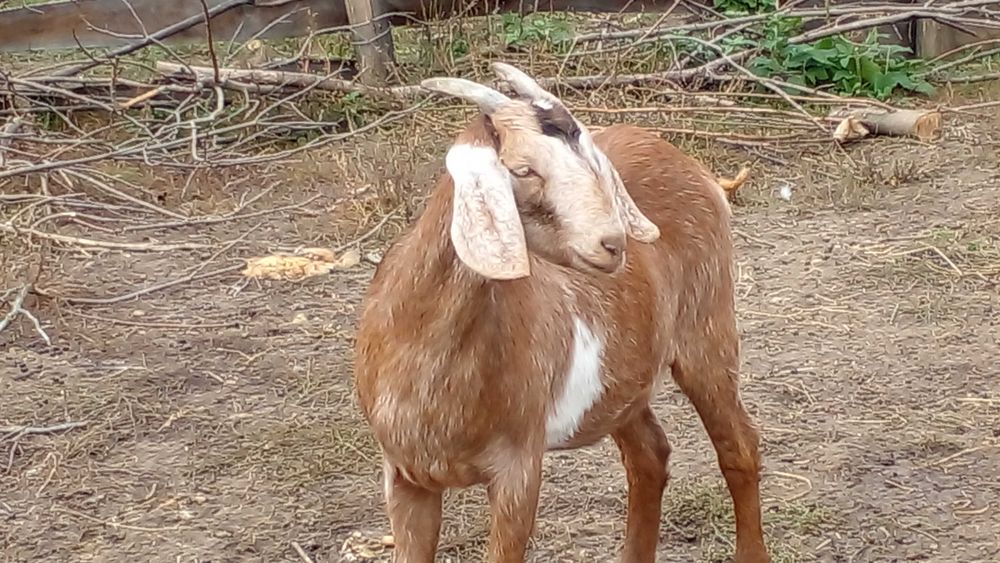 75% нубійц( 2 козочки)(вже покриті 100% ан)