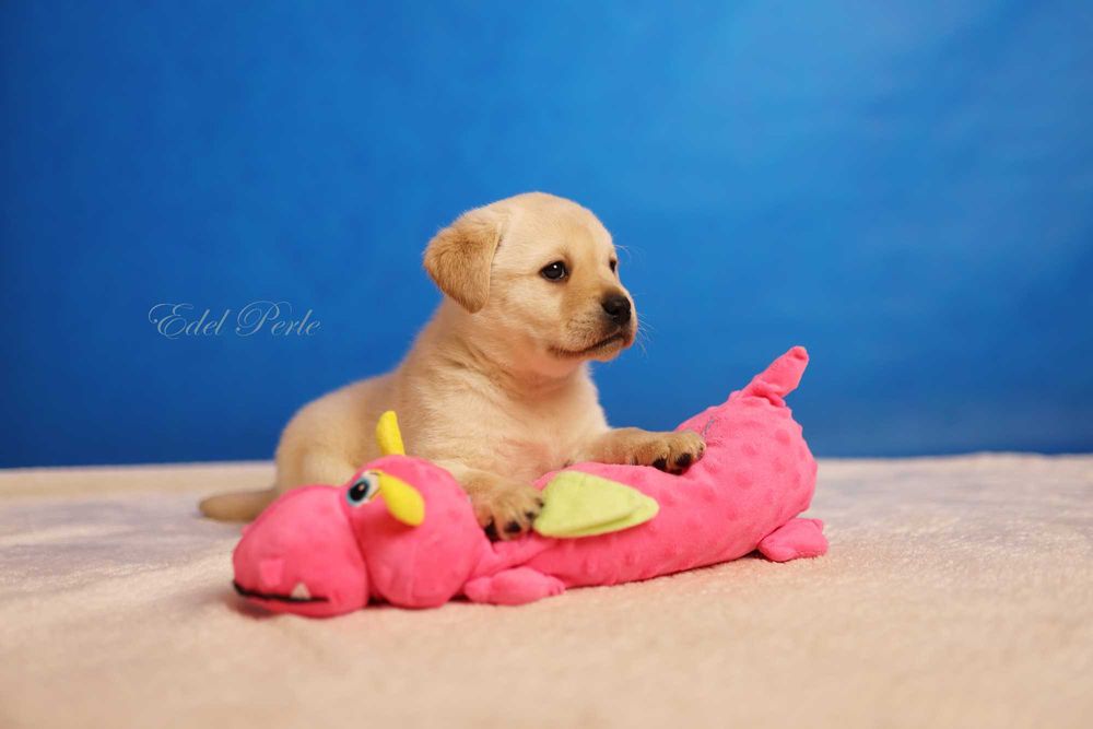 Labrador Retriever Suczka ZKwP FCI