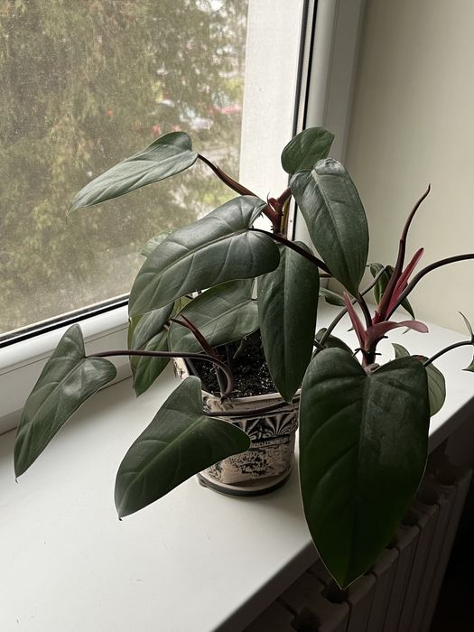 Філолендрон червоніючий