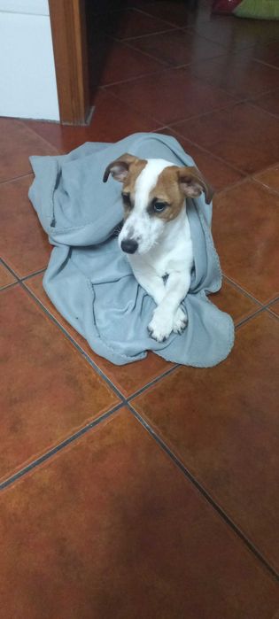 Dou Jack Russel de 8 meses