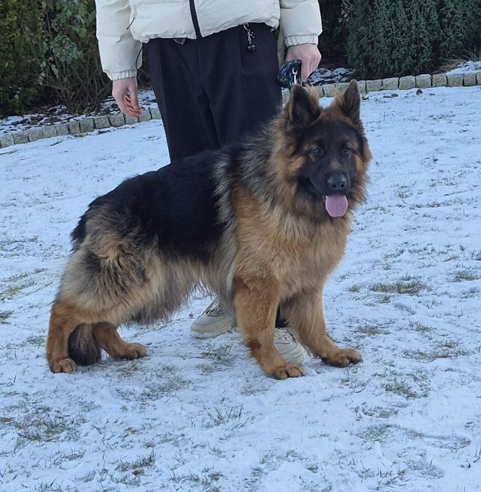 Owczarek niemiecki długowłosy.