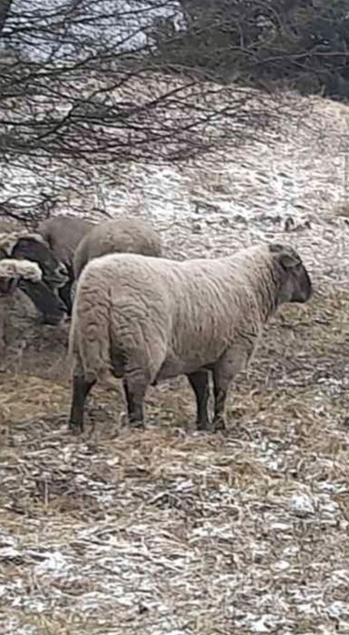 Кроси великих порід, вівці ,барани на розплід