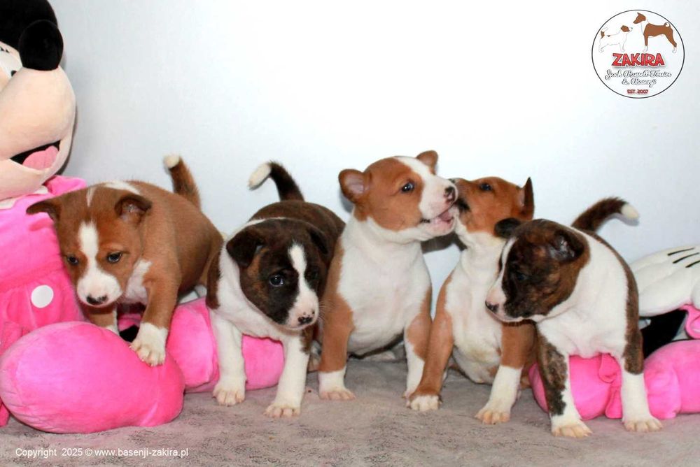 Szczenię Basenji po Multi Championie, WIOSNA-LATO 2026, ZAKIRA FCI