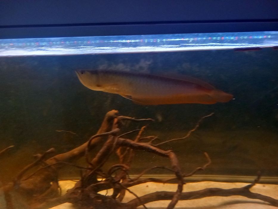 Aruwana prata 30-40cm