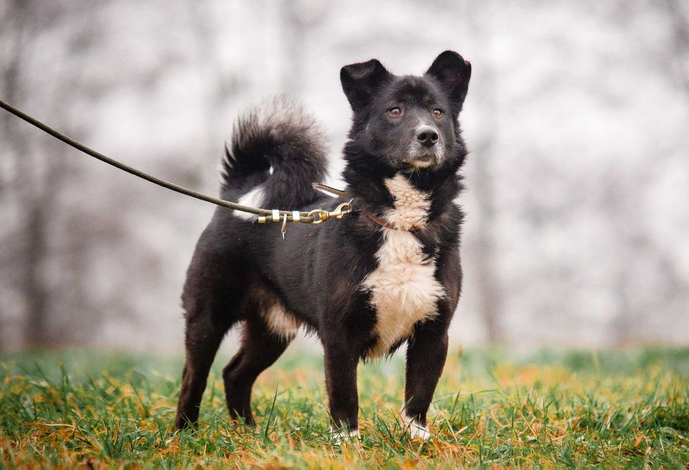 Haribo – najlepszy kumpel do zabawy i przytulania