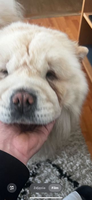 Pies rasy Chow Chow
