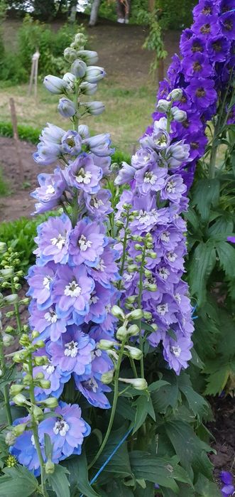 Дельфініум .Насіння (2025р.)