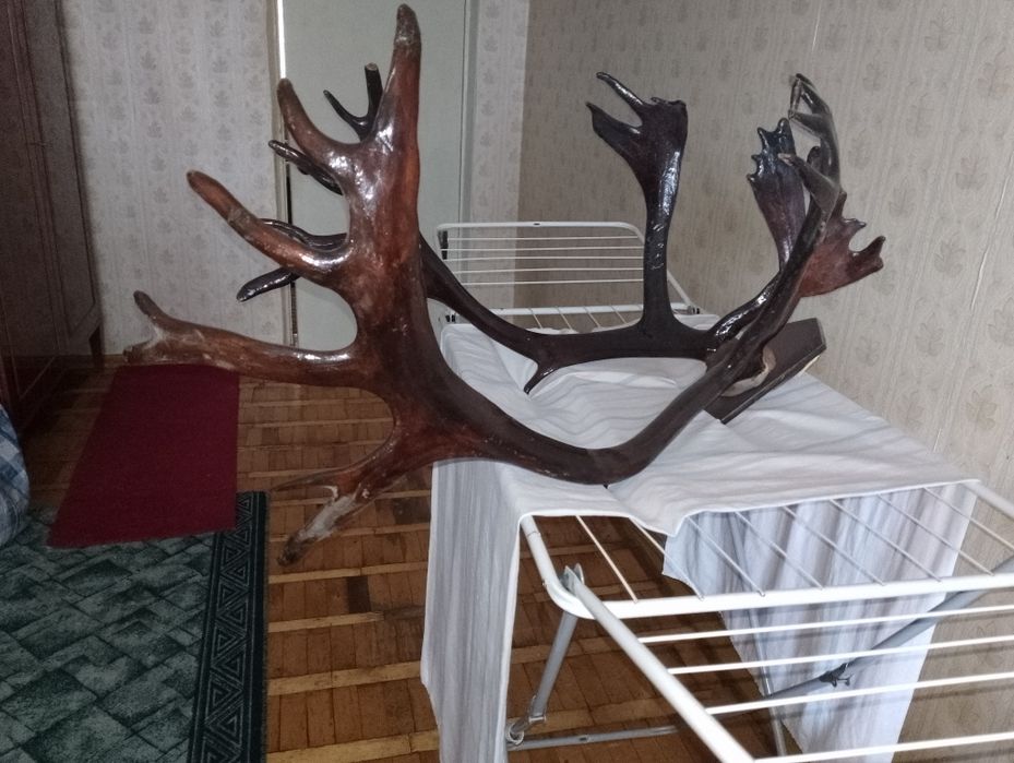 Продам рога оленя