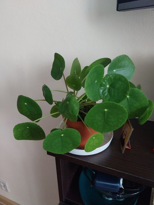 Wielka kwitnaca zielistka geranium  piekny pieniażeki bluszcz .