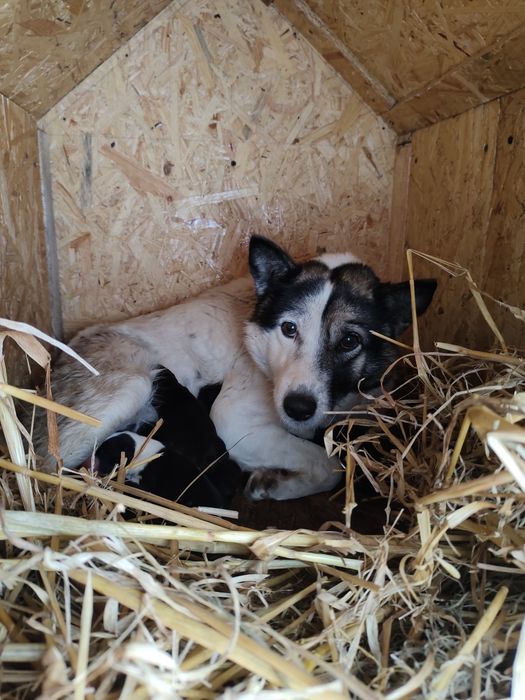Віддам в добрі руки цуцення  дві  дівчинк (при потребі  стерилізуємо)