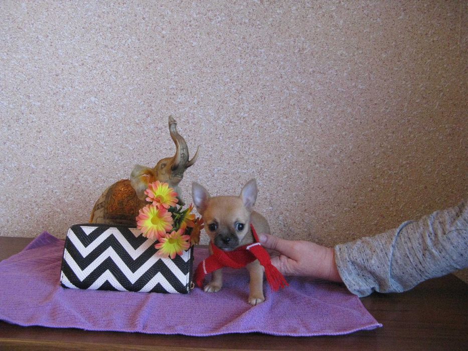 Chihuahua cudny mini wyjątkowy biszkopcikowy piesio 40 deko rodowód chip