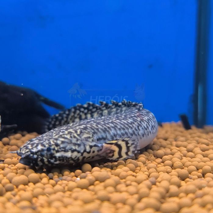 Polypterus Ornatipinnis