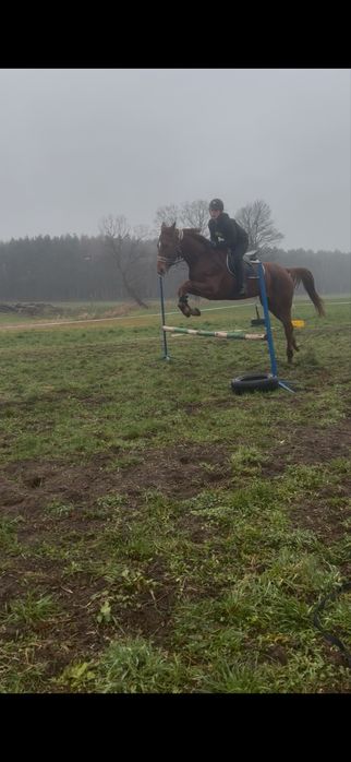 klacz 4lata zajezdzona