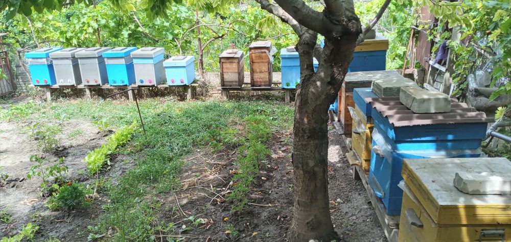 Пчёлосемьи, улики