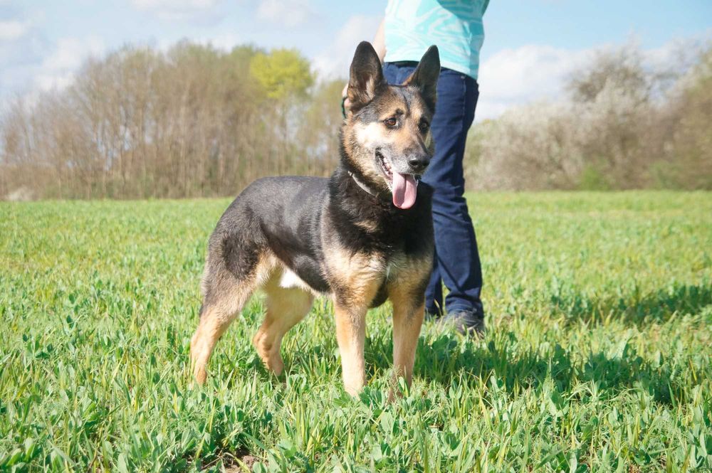 Hugon - piękny pies do adopcji