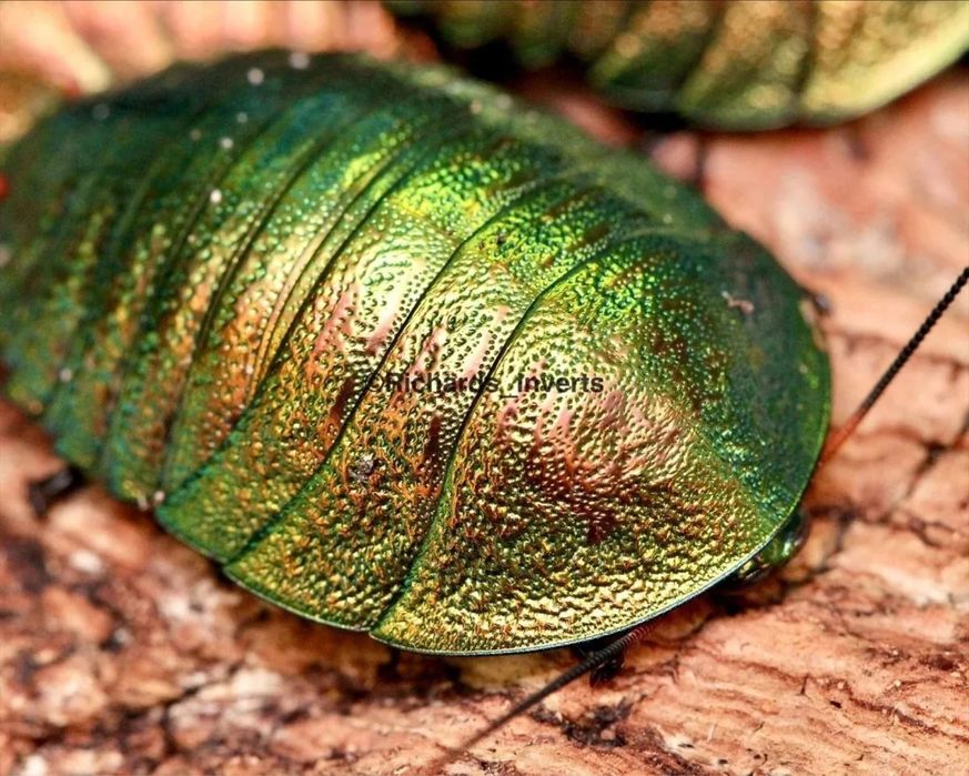 Изумрудные тараканы Corydidarum magnifica