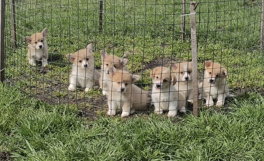Лучший подарок. Щенки корги.