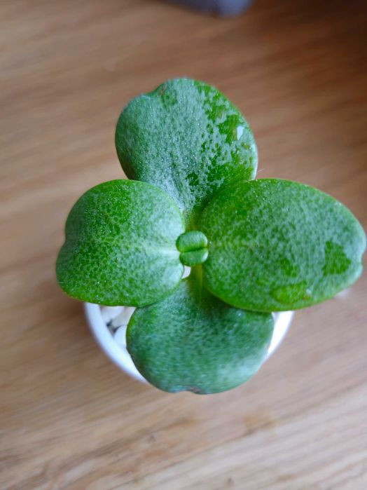 Crassula Multicava Planta Suculenta