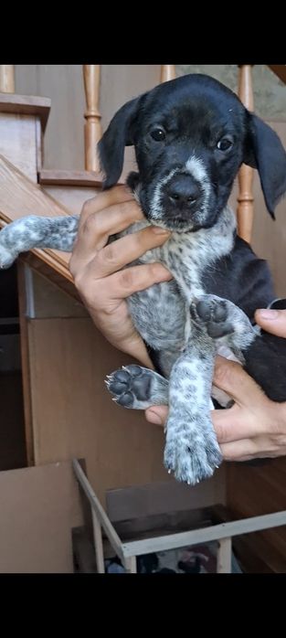 Продам цуценят стаффа